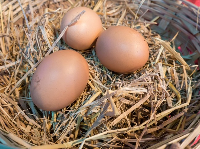 Frische Eier von unseren Hühnern © shutterstock.com