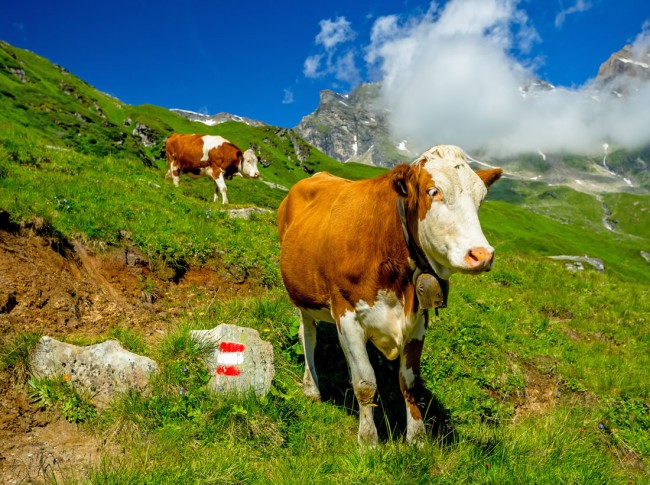 Kühe © shutterstock.com