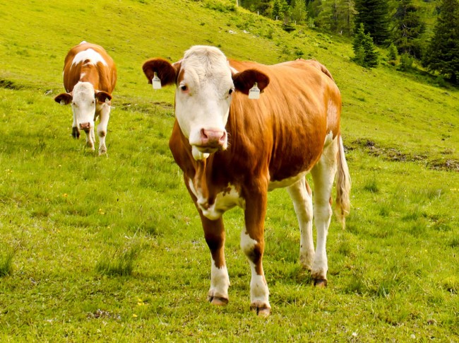 Kühe © shutterstock.com